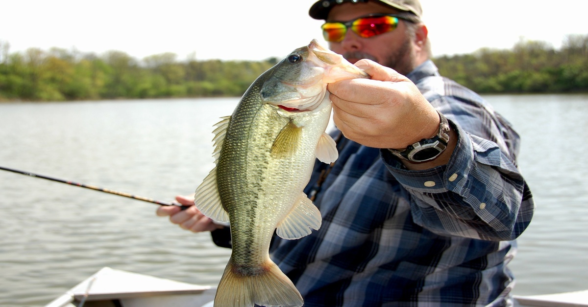 A Closer Look at What Species of Fish Are in Lake Travis